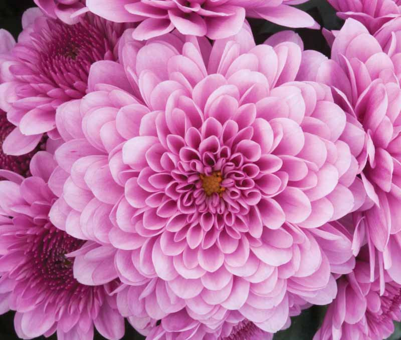 Chrysanthemum