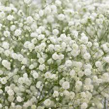 Gypsophila