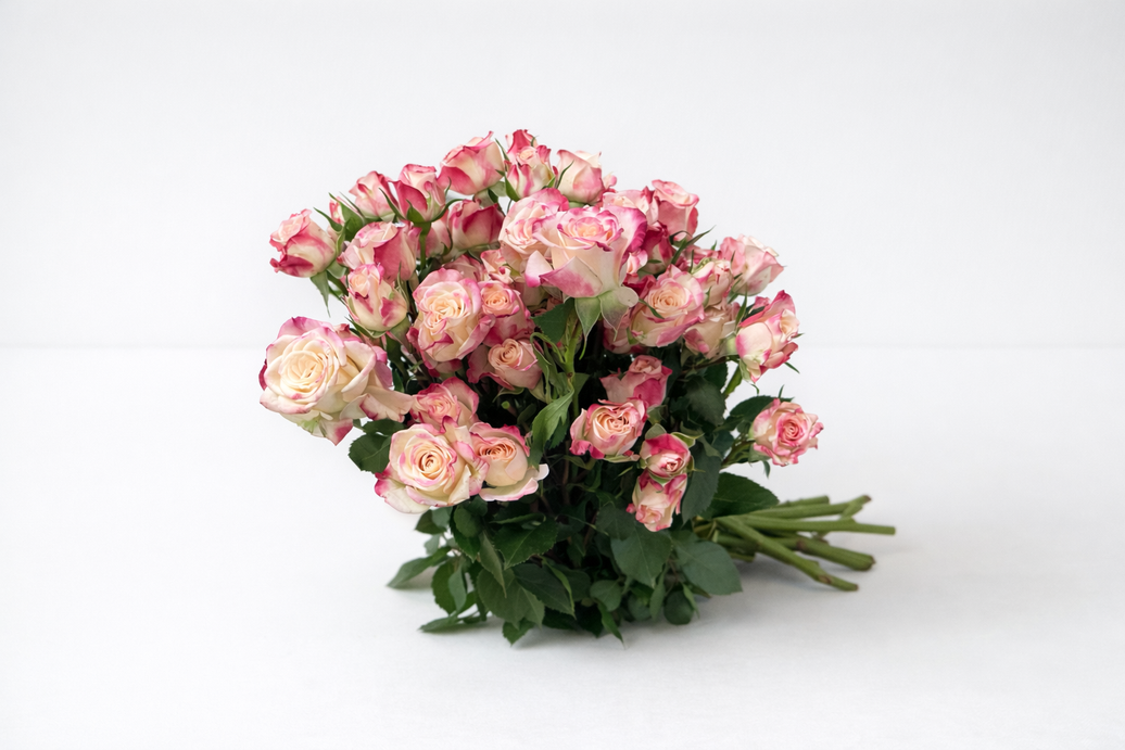 Reflex Pink Bicolor