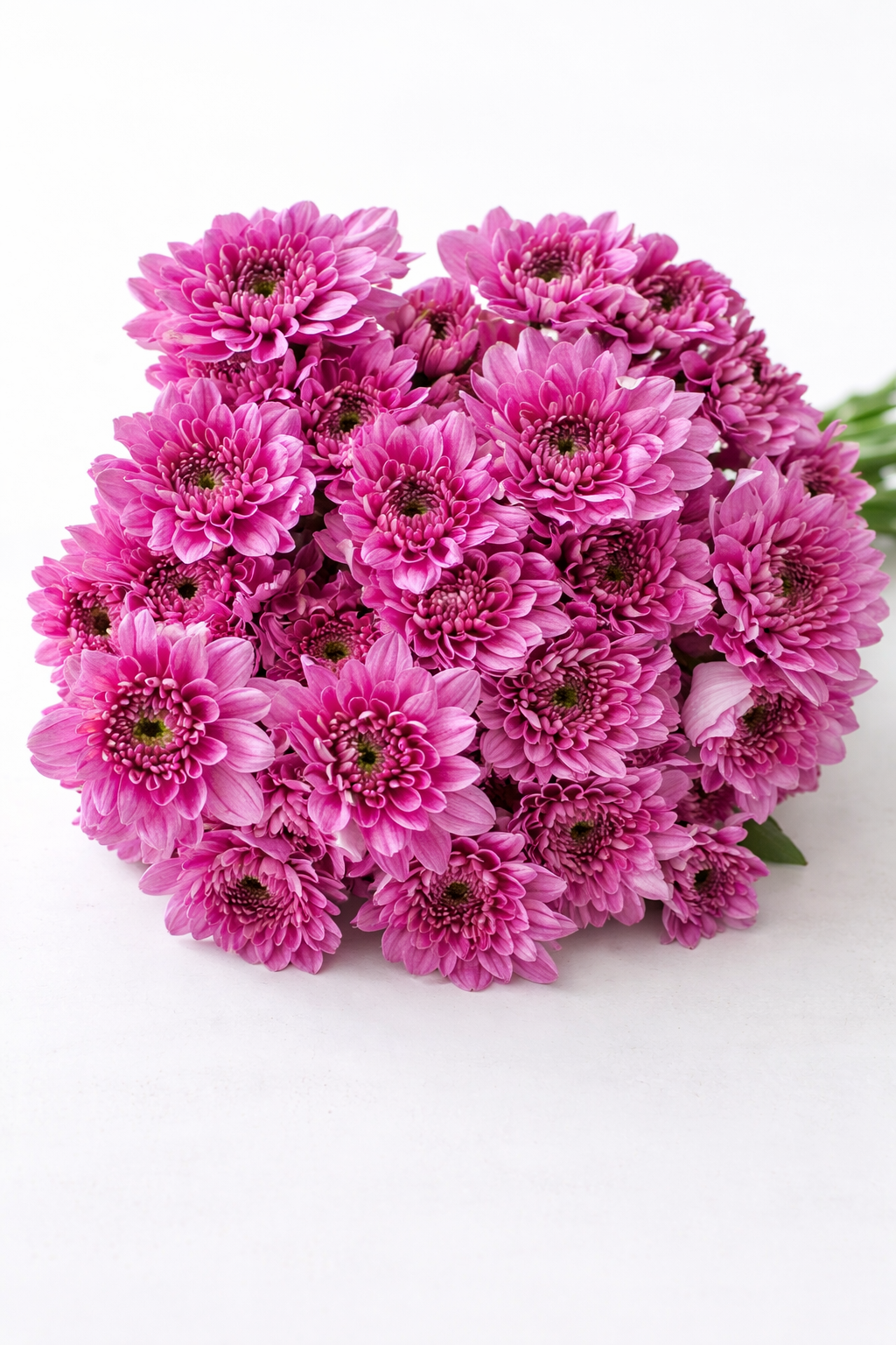 Pink Chrysanthemums