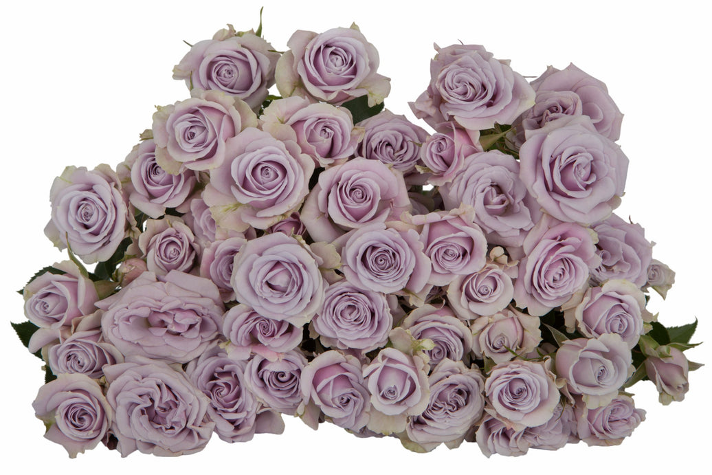 Silver Shadow Purple