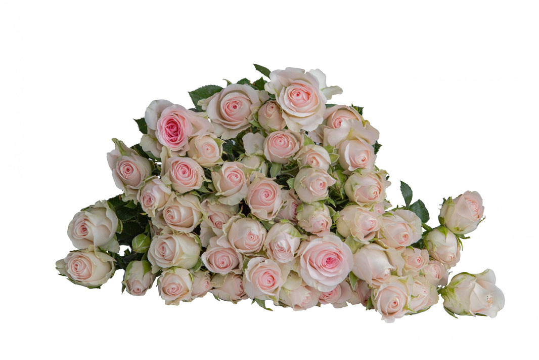 Good Mood Cream Pink