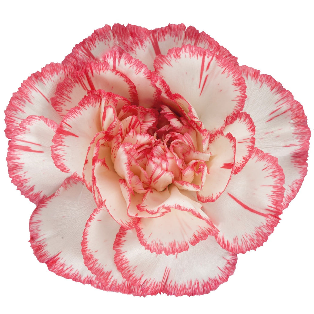 Carnations,Bicolor Pink