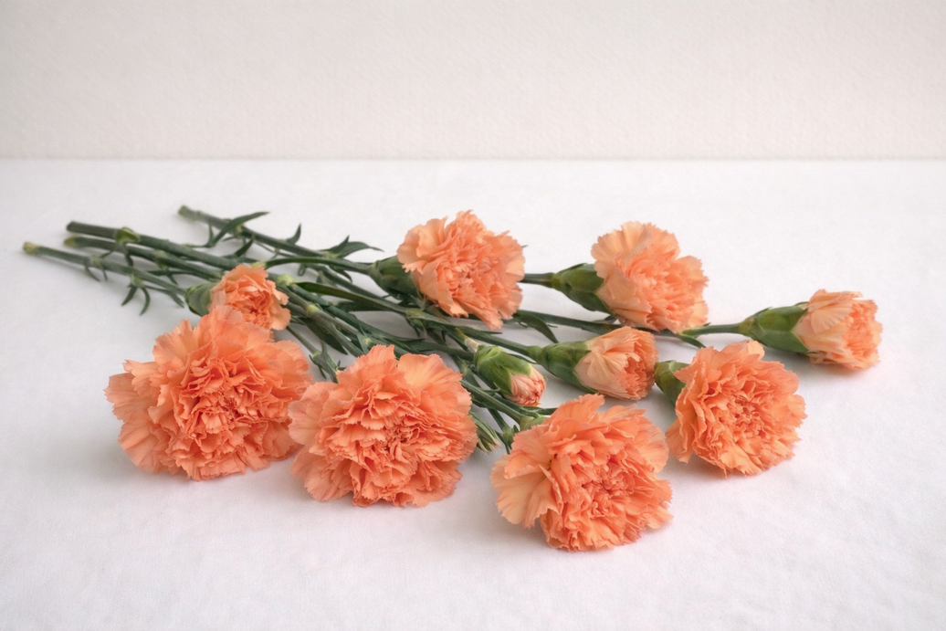 Hermes,Orange Carnation