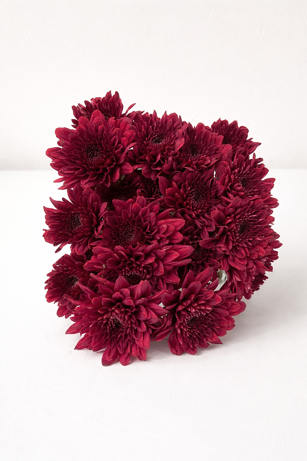 Chrysanthemums,Burgundy