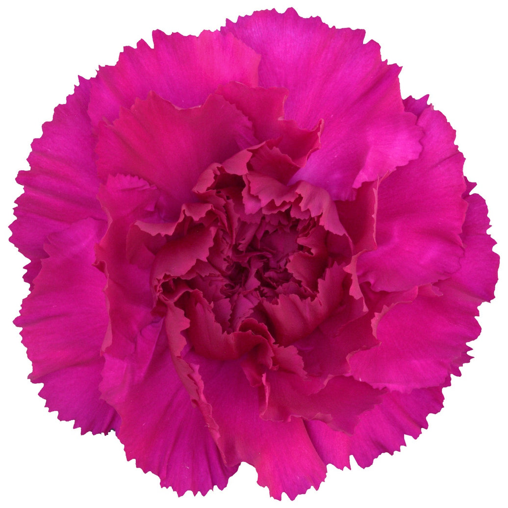 Yukari Scuro Bicolor Purple