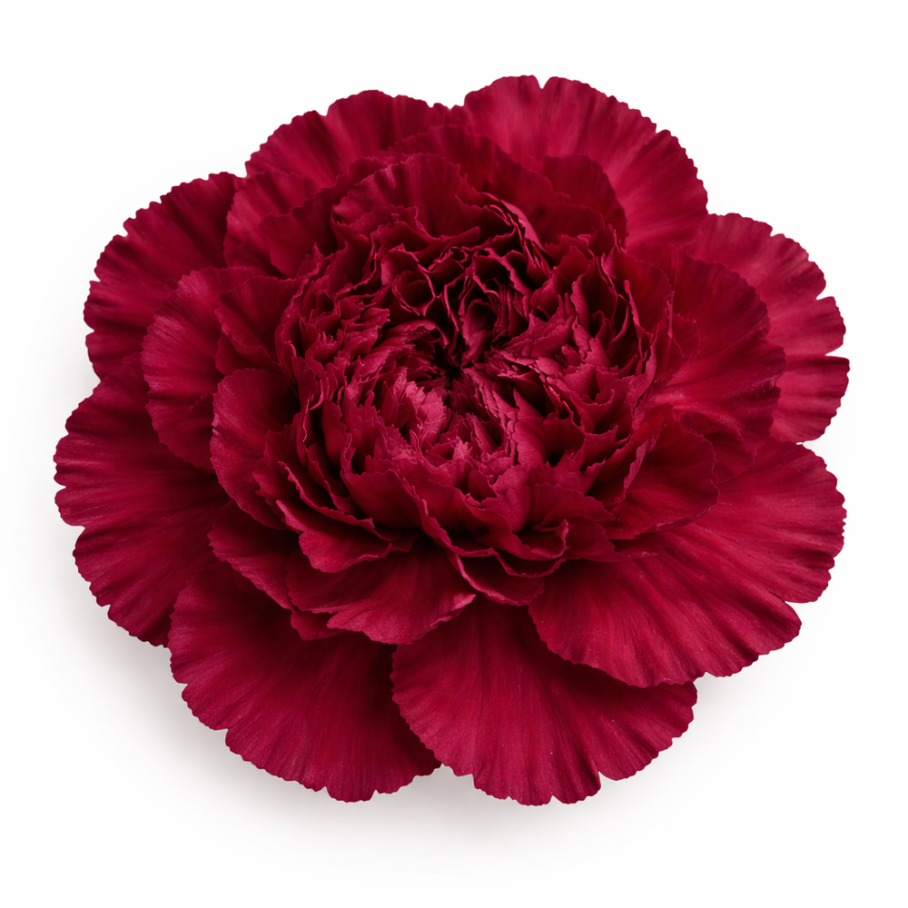 Carnations,Burgundy