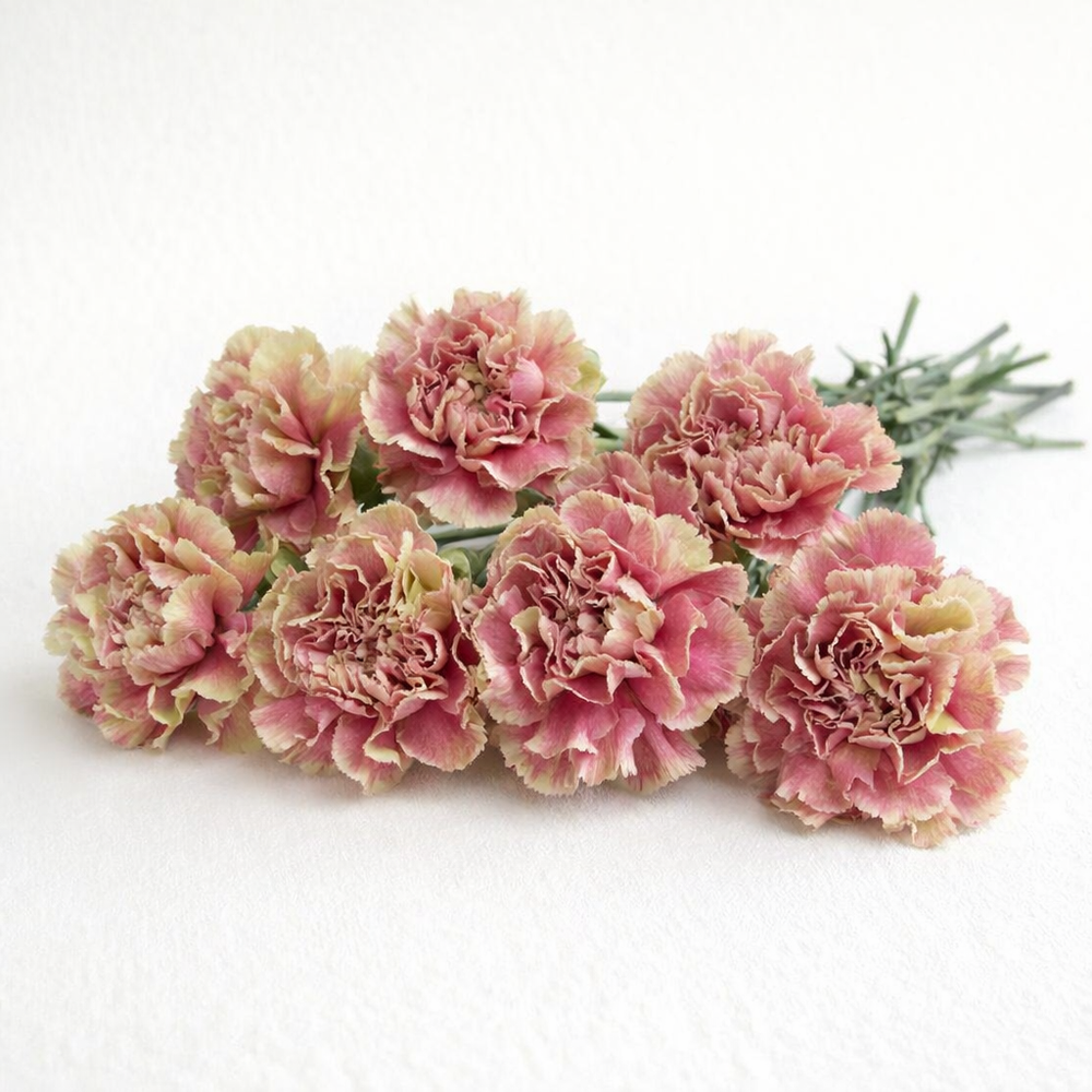Carnations,Bicolor