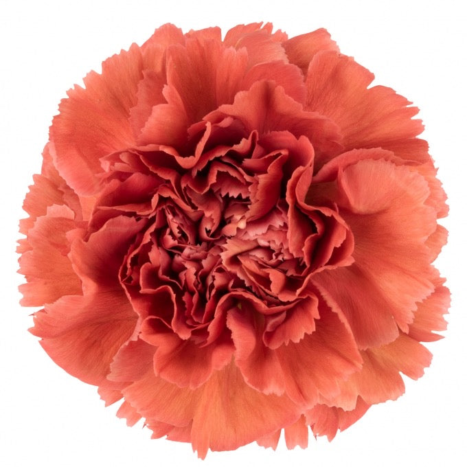 Carnations ,Dark Orange