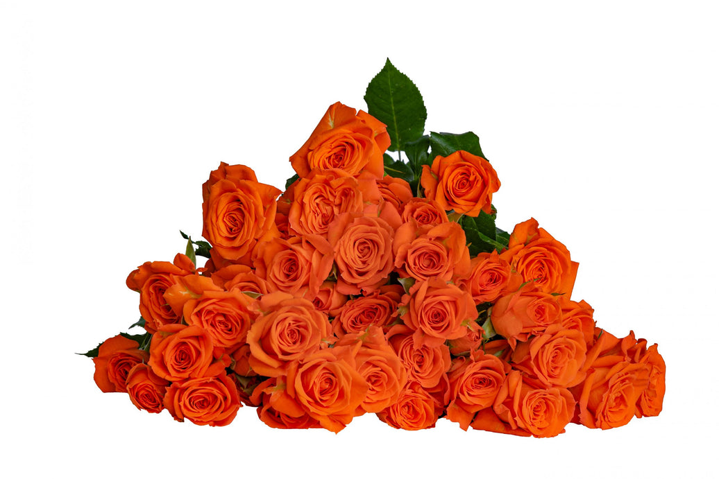 Orange Babe