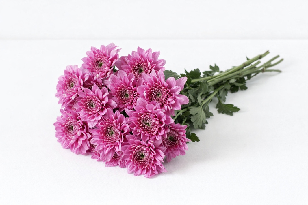 Lamira Purple