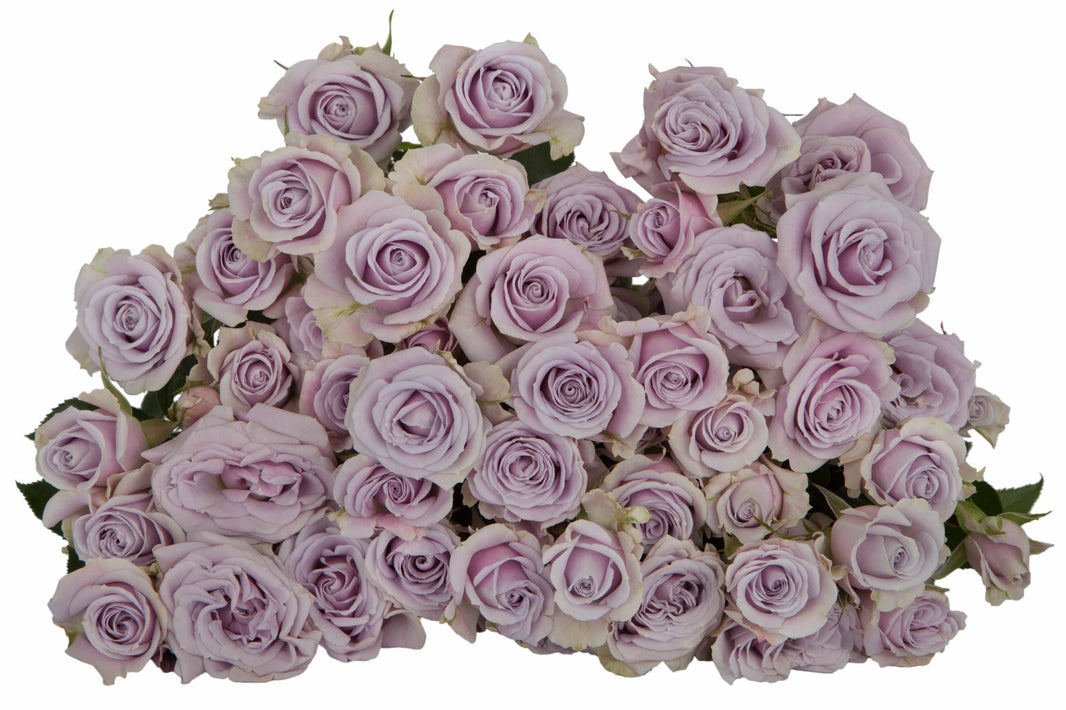 Silver Shadow Purple