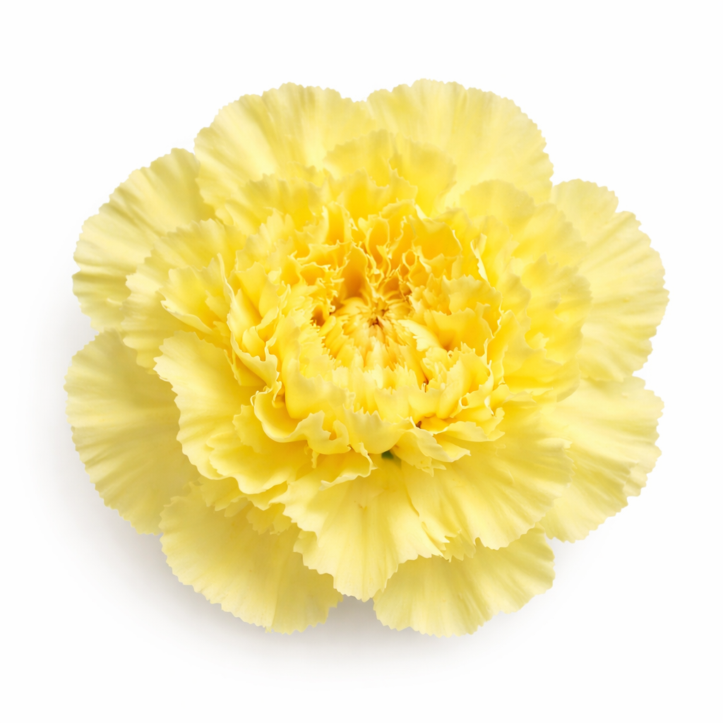 Carnations,yellow