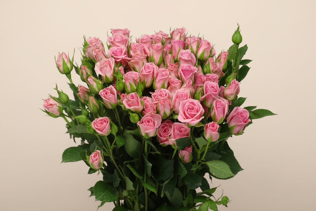 Odilia Pink