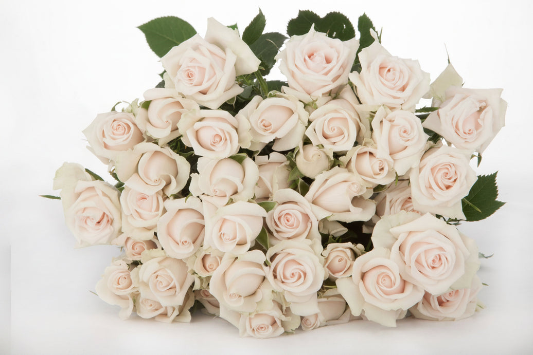 Royal Porcelina Cream White