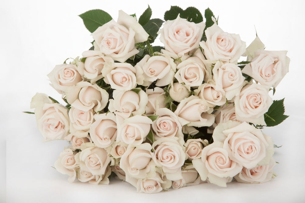 Royal Porcelina Cream White