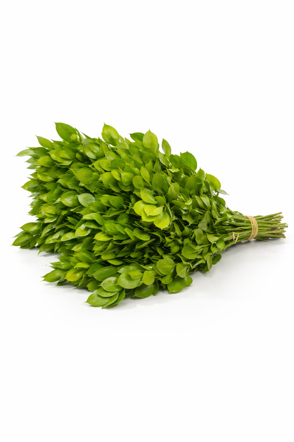 Hard Ruscus