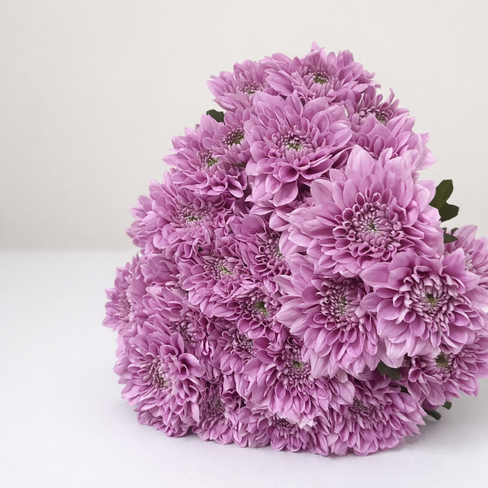 Purple Chrysanthemums