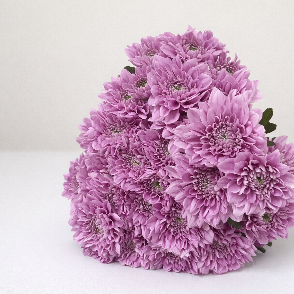 Purple Chrysanthemums