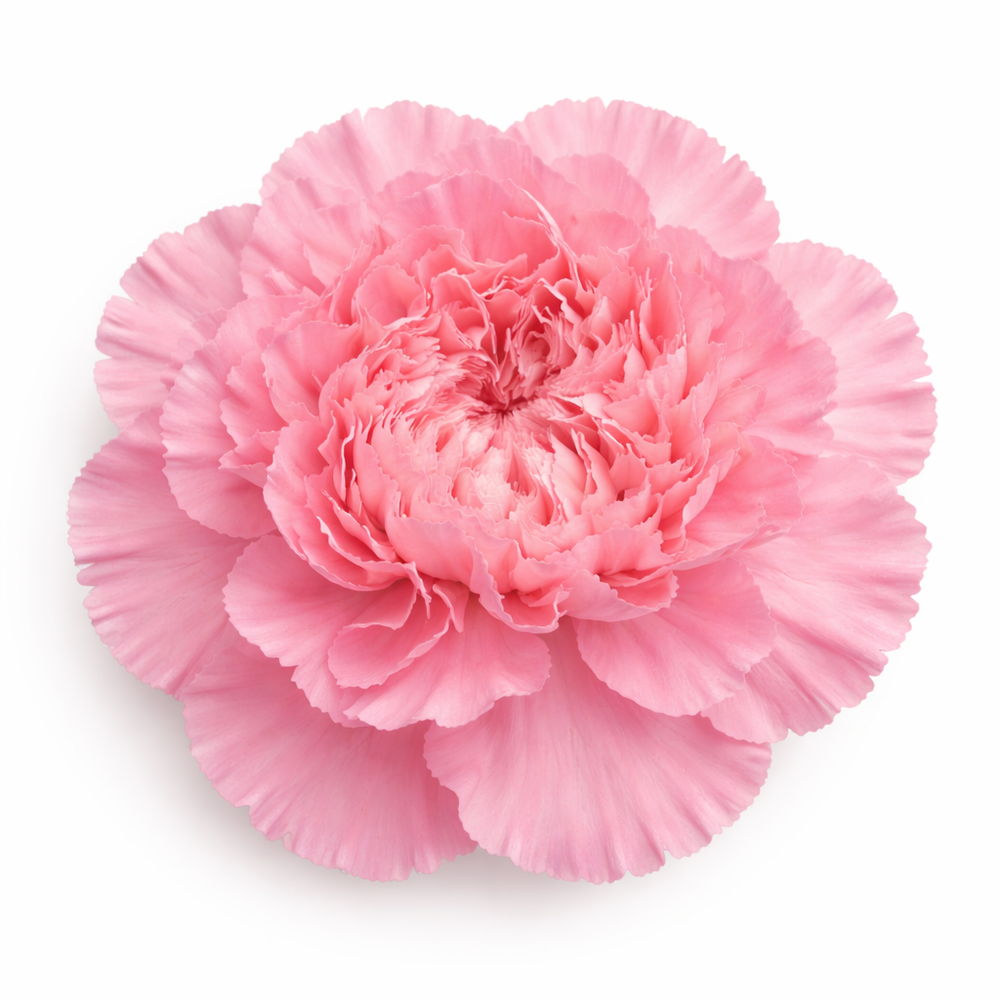 Carnations,Light Pink