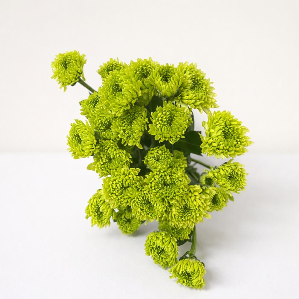 Chrysanthemum Green
