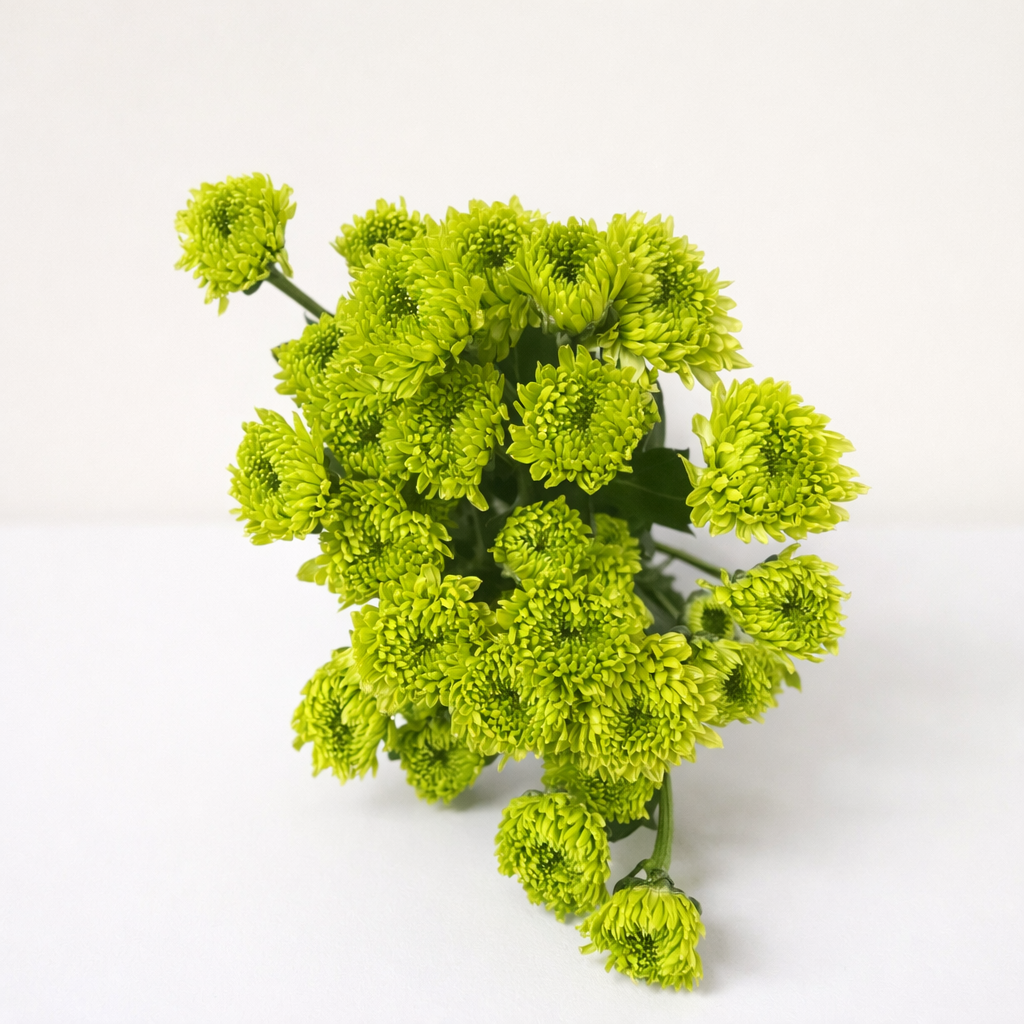 Chrysanthemum Green
