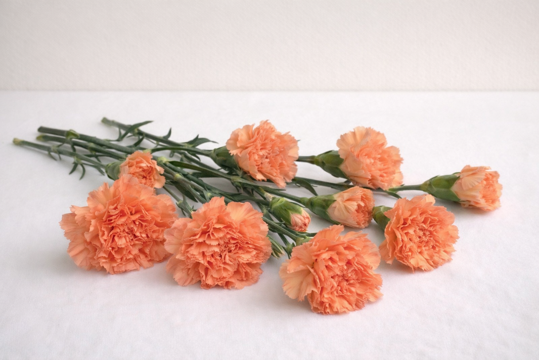 Hermes,Orange Carnation