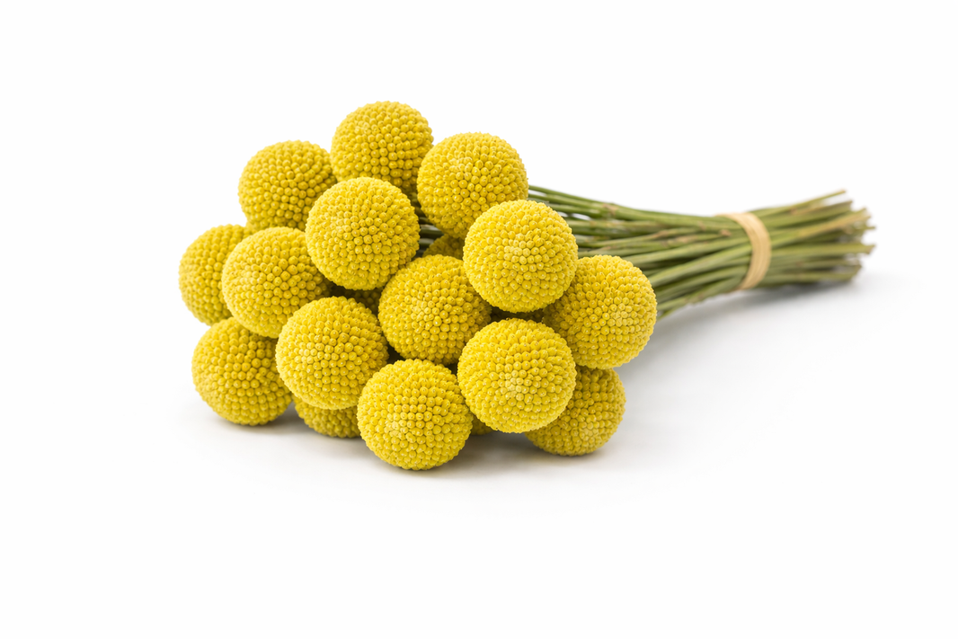 Paint Ball Globe Craspedia