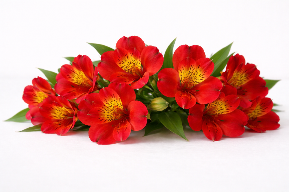 Alstroemeria Assorted