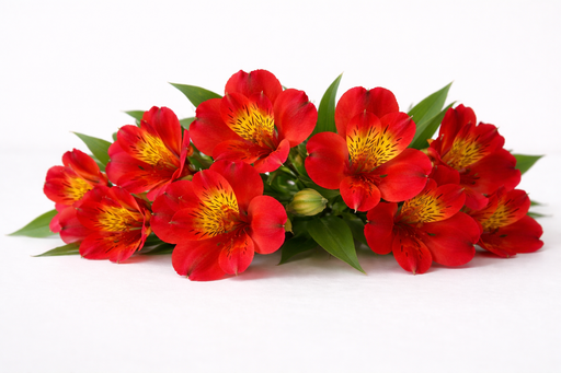 Alstroemeria Assorted