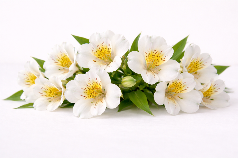 Alstroemeria Assorted